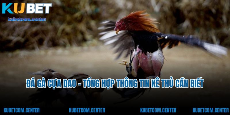 Đá Gà Cựa Dao - Tổng Hợp Thông Tin Kê Thủ Cần Biết